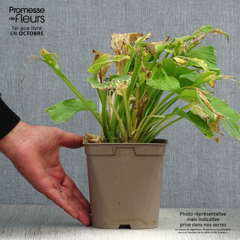 Spécimen de Hosta August Moon Pot de 2L/3L tel que livré en automne