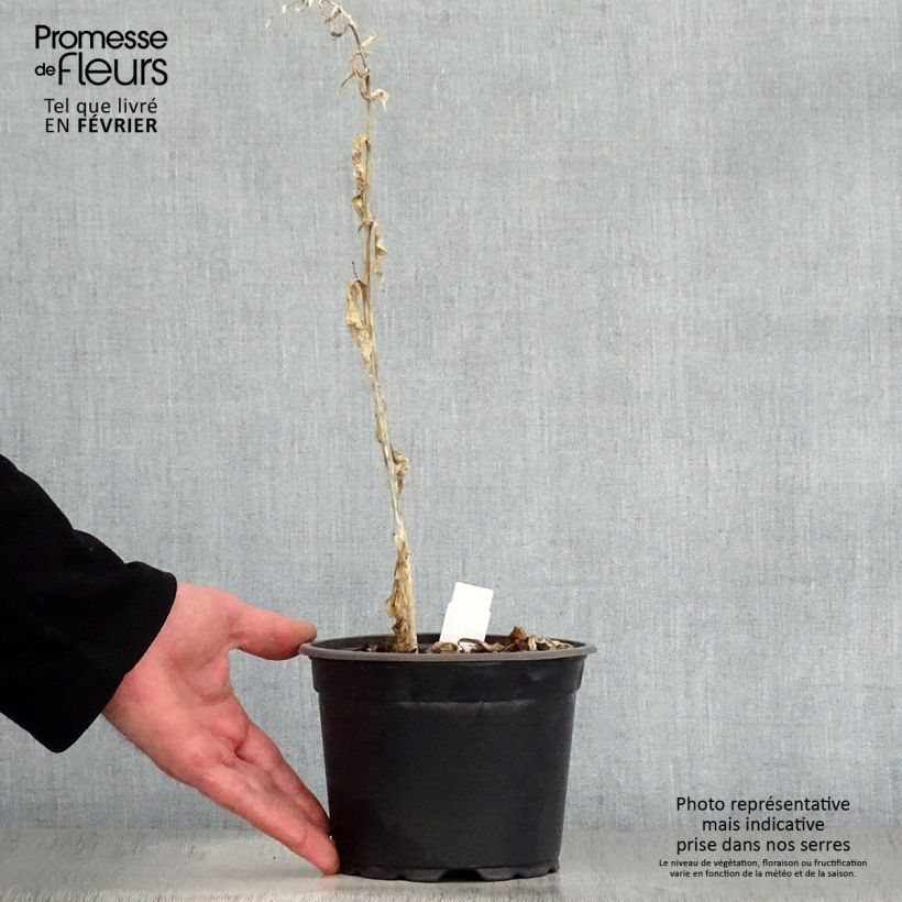 Spécimen de Hosta August Moon Pot de 2L/3L tel que livré en hiver