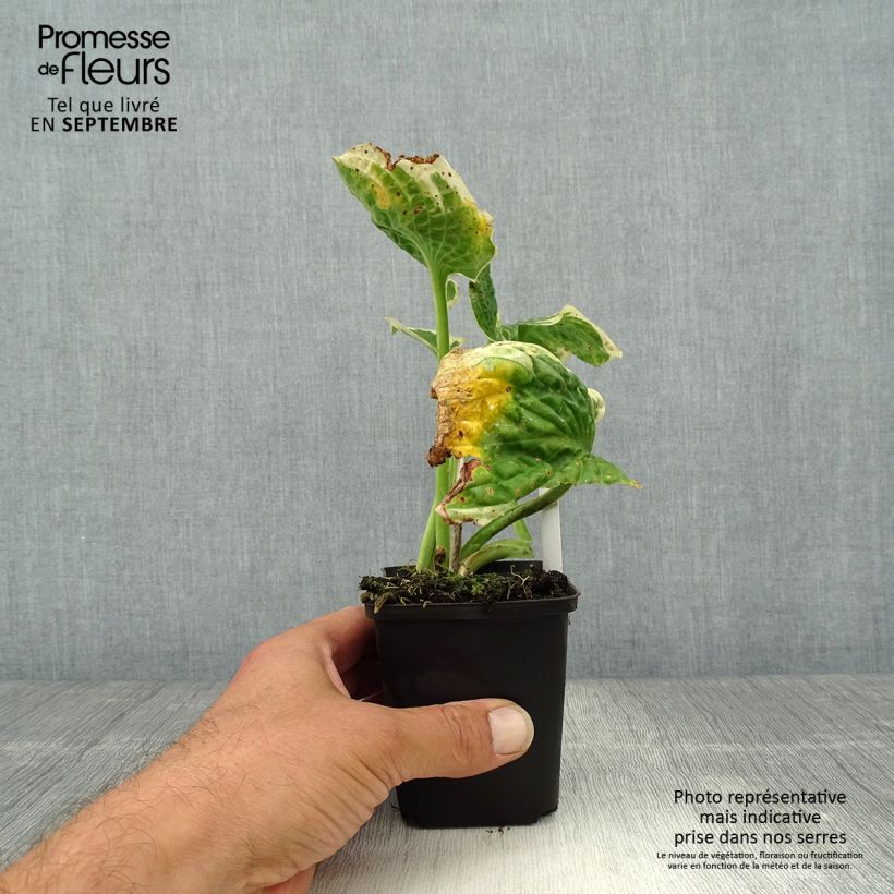 Spécimen de Hosta Austin Dickinson Godet de 8/9 cm tel que livré en automne