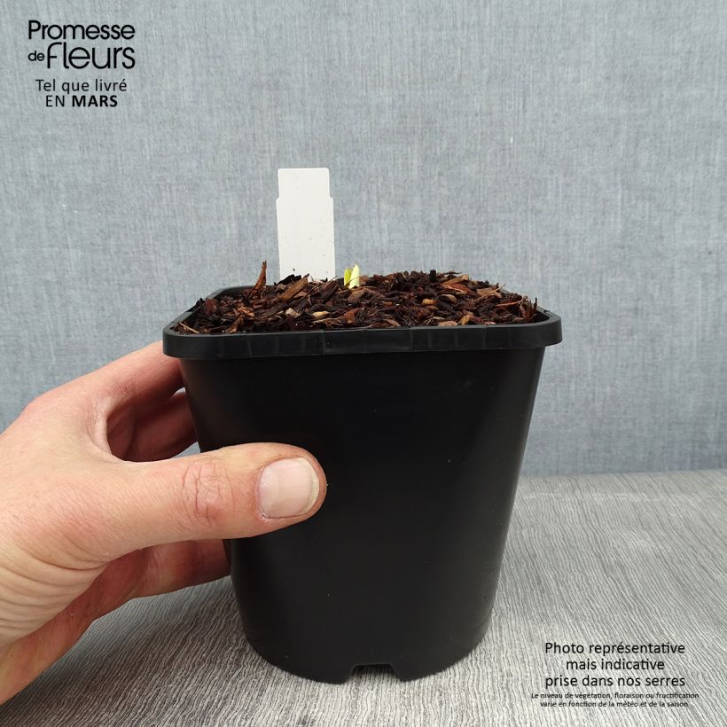 Spécimen de Hosta Autumn Frost Pot de 1,5L/2L tel que livré en hiver