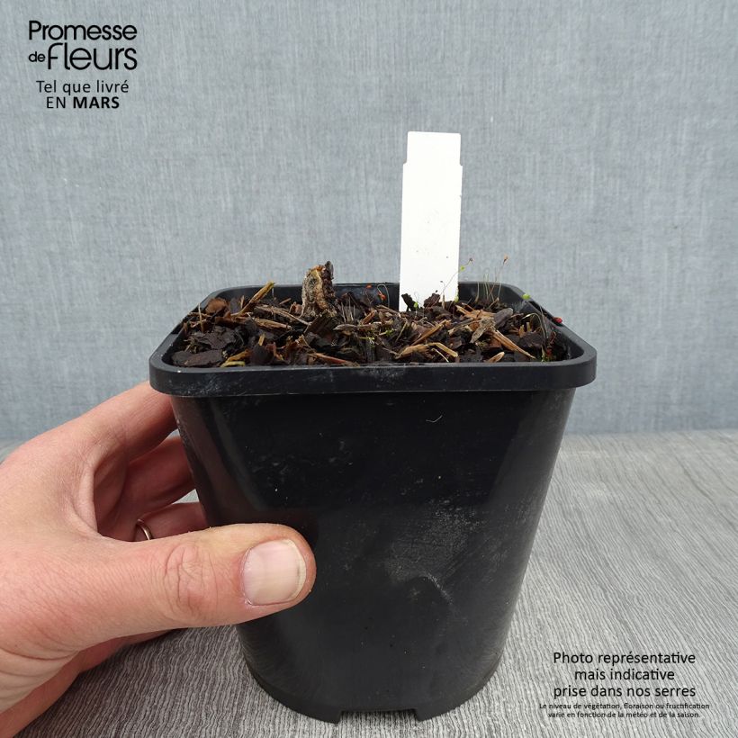 Spécimen de Hosta Beach Boy Pot de 1,5L/2L tel que livré en hiver