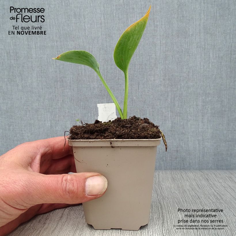 Spécimen de Hosta Big Daddy Godet de 8/9 cm tel que livré en automne