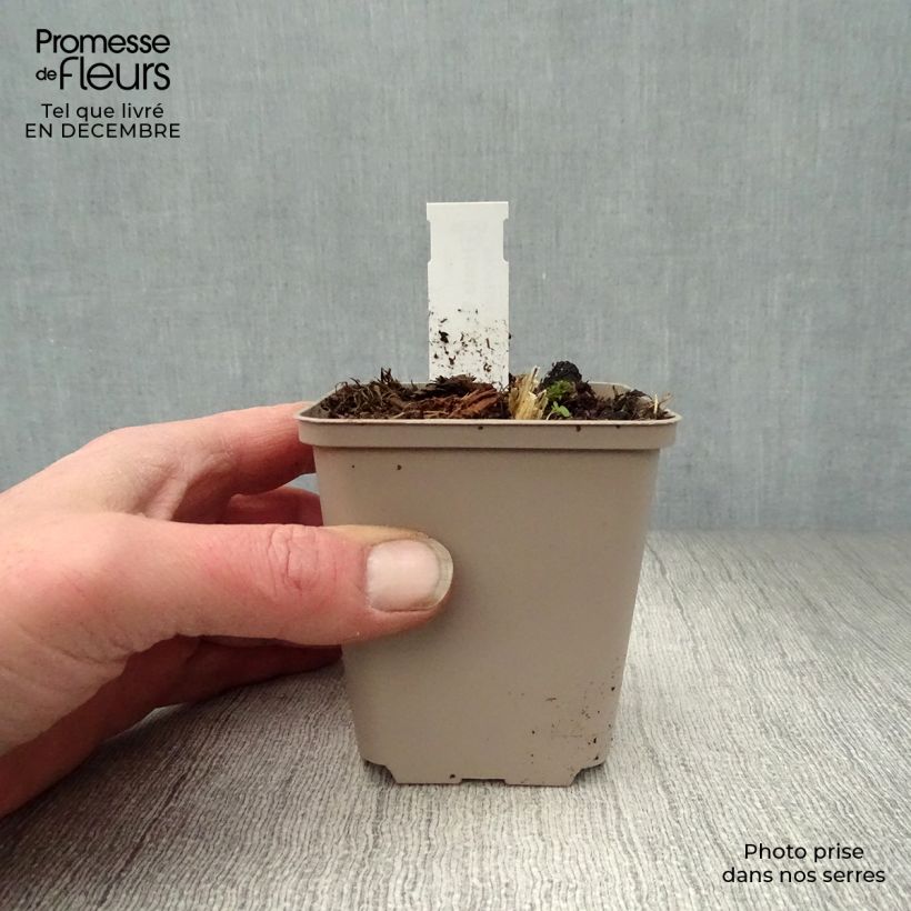 Spécimen de Hosta Big Daddy Godet de 8/9 cm tel que livré en hiver