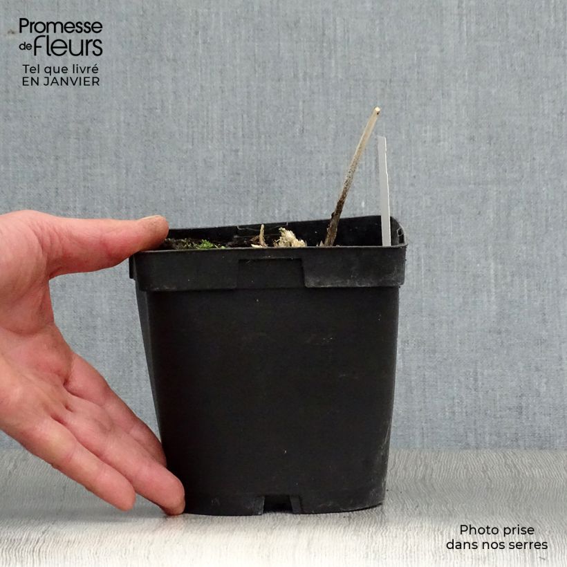 Spécimen de Hosta Big Daddy Pot de 2L/3L tel que livré en hiver