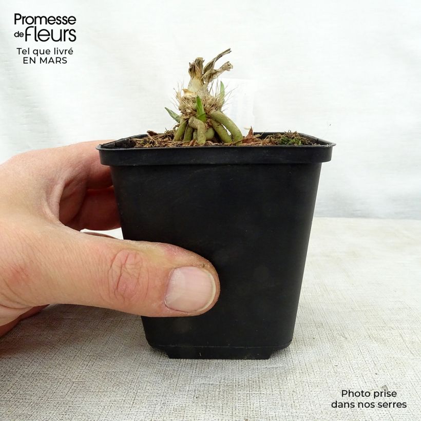 Spécimen de Hosta Big Mama Godet de 8/9 cm tel que livré au printemps