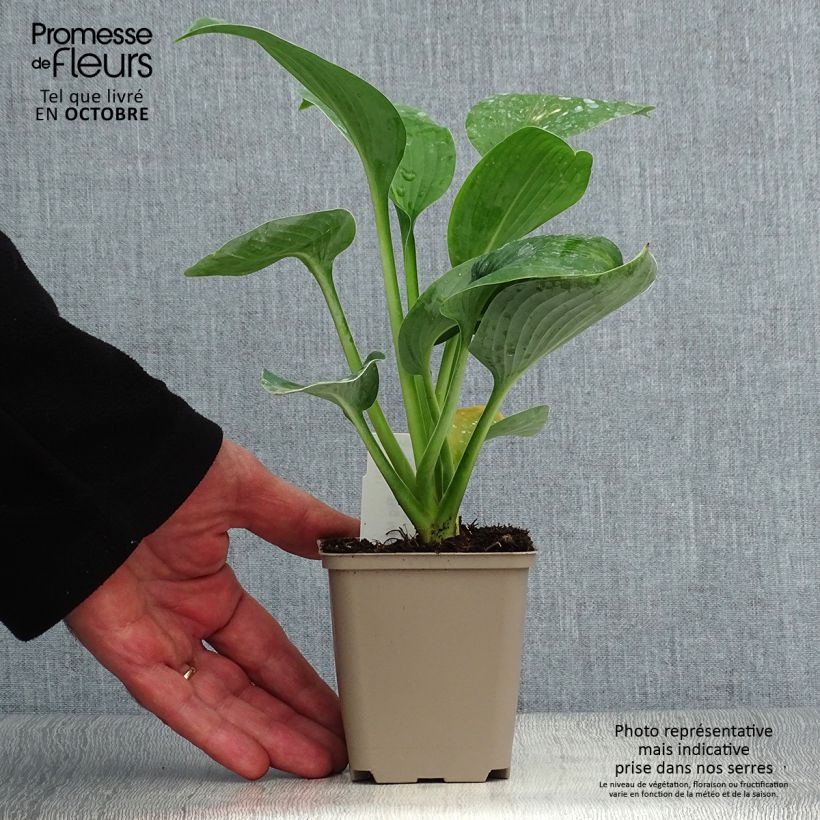 Spécimen de Hosta Big Mama Godet de 8/9 cm tel que livré en automne