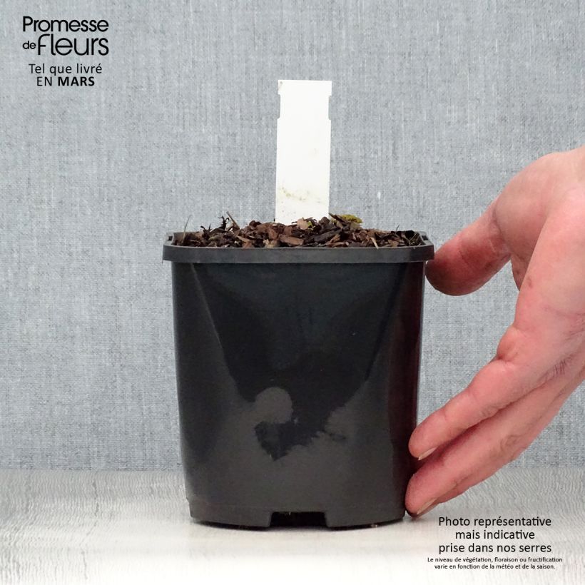 Spécimen de Hosta Big Mama Pot de 1,5L/2L tel que livré au printemps