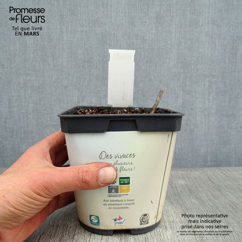 Spécimen de Hosta Blue Angel Pot de 1,5L/2L tel que livré en hiver