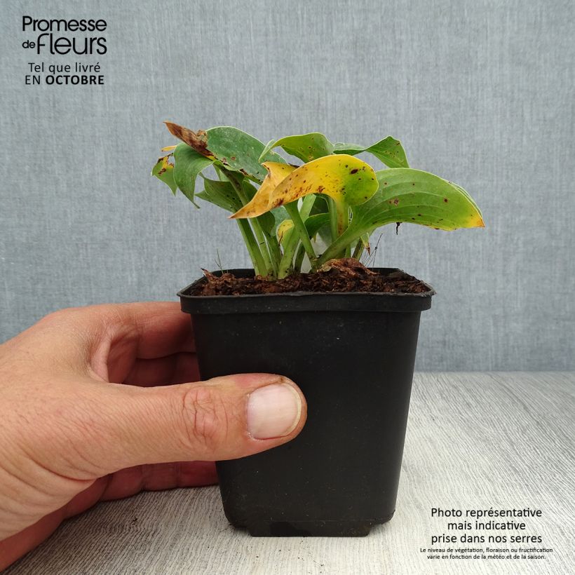 Spécimen de Hosta Blue Cadet Godet de 8/9 cm tel que livré en automne