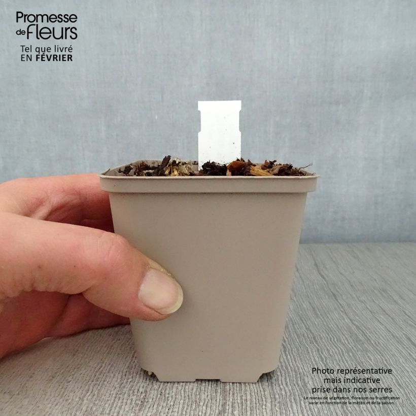 Spécimen de Hosta Blue Cadet Godet de 8/9 cm tel que livré en hiver