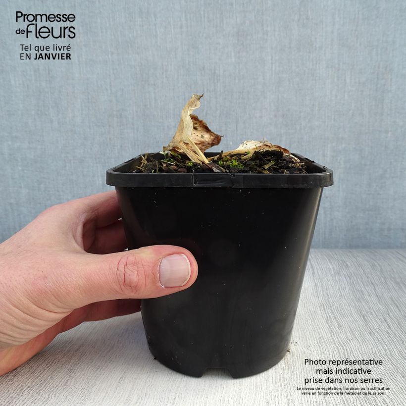 Spécimen de Hosta Blue Ivory - Hosta moyen bleu et ivoire Pot de 1,5L/2L tel que livré en hiver