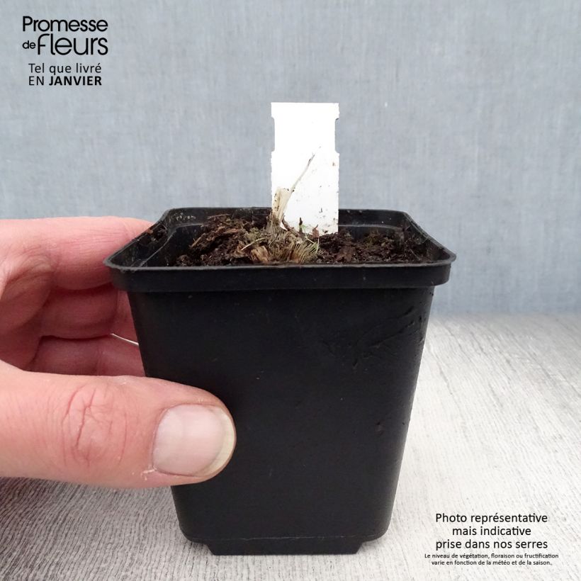 Spécimen de Hosta Blue Mouse Ears - Hosta bleu miniature Godet de 8/9 cm tel que livré en hiver