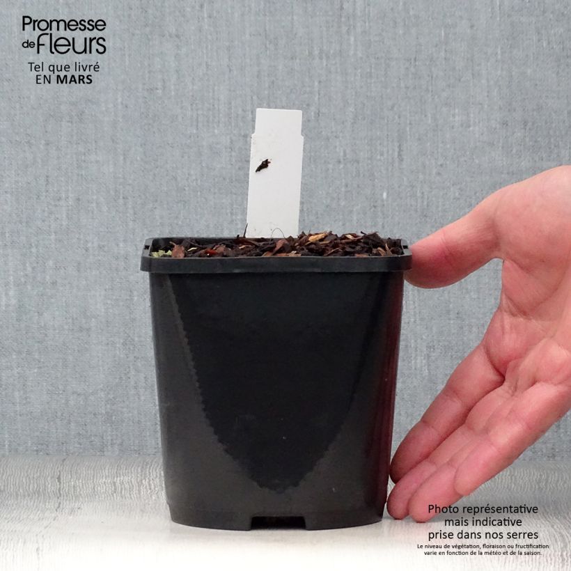 Spécimen de Hosta Blue Vision Pot de 1,5L/2L tel que livré au printemps