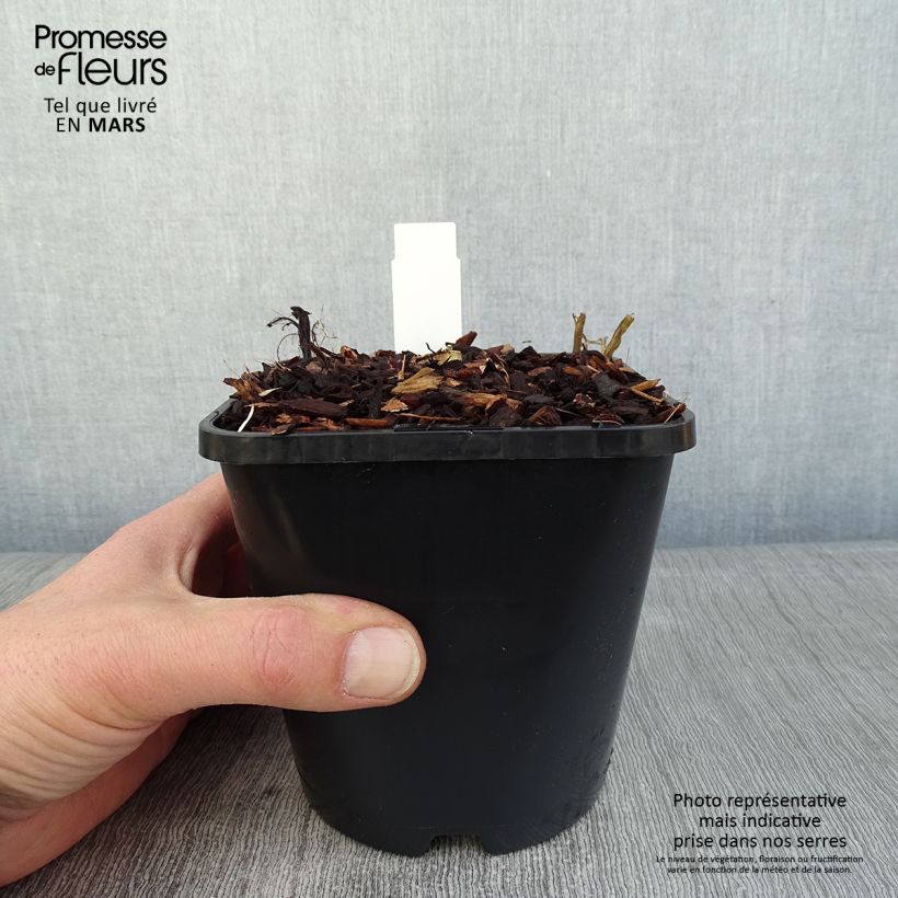 Spécimen de Hosta Blue Vision Pot de 1,5L/2L tel que livré en hiver