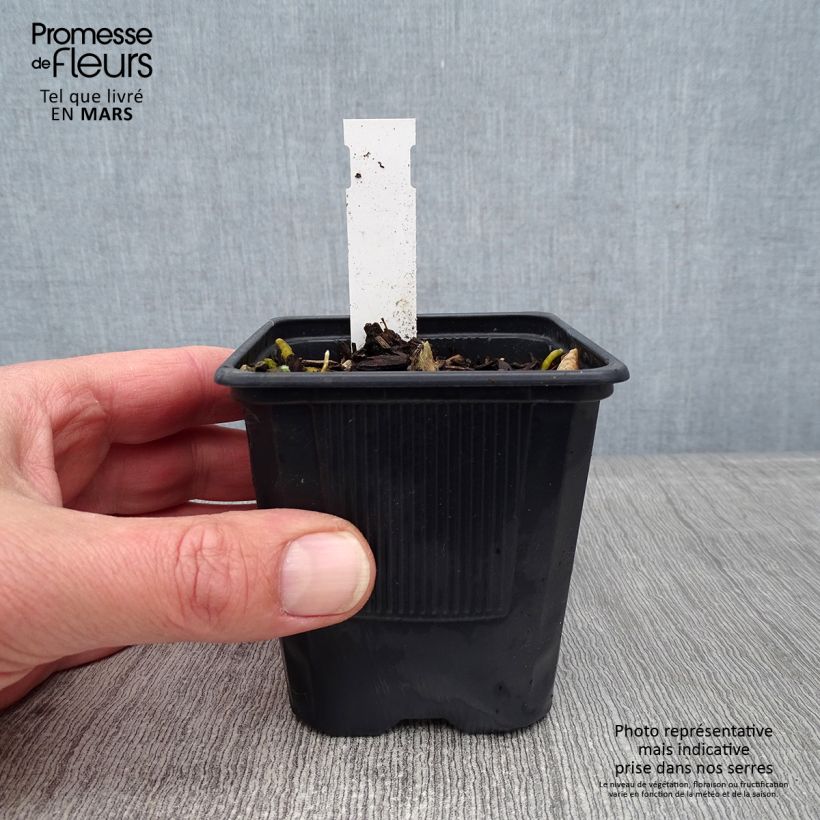 Spécimen de Hosta Bressingham Blue Godet de 8/9 cm tel que livré en hiver