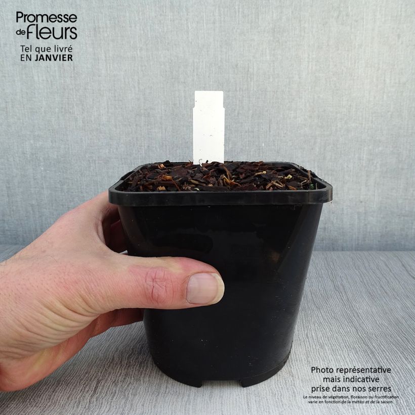 Spécimen de Hosta Bridal Falls Pot de 1,5L/2L tel que livré en hiver