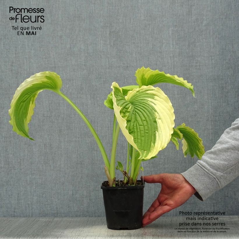 Spécimen de Hosta Bridal Falls Pot de 1,5L/2L tel que livré au printemps