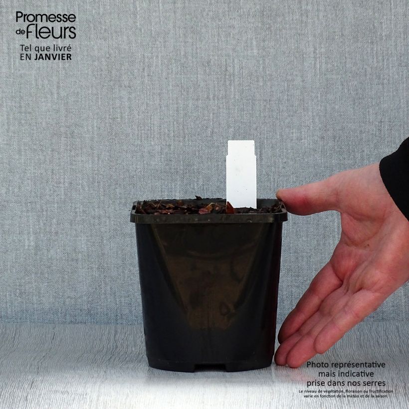 Spécimen de Hosta Broad Street Pot de 1,5L/2L tel que livré en hiver