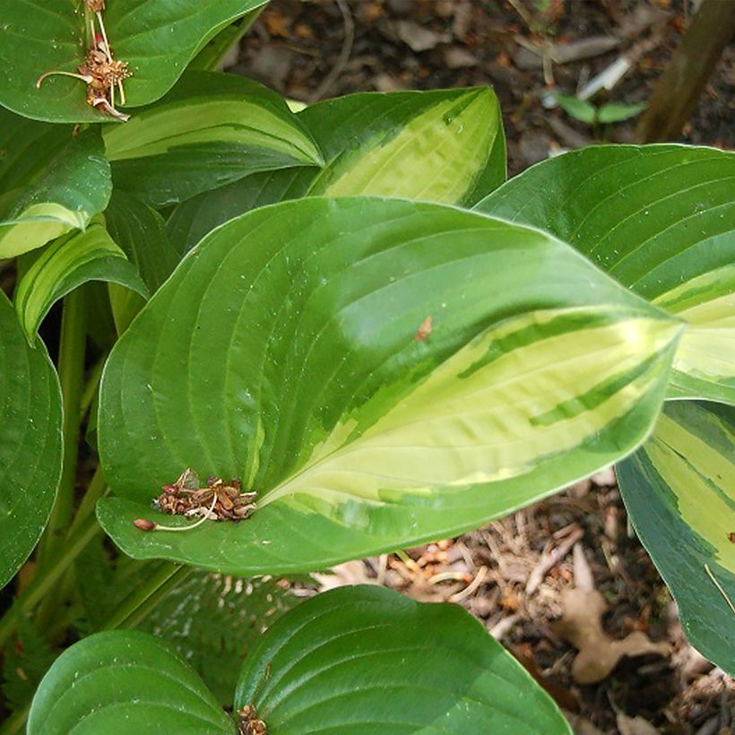 Hosta Broad Street (Feuillage)