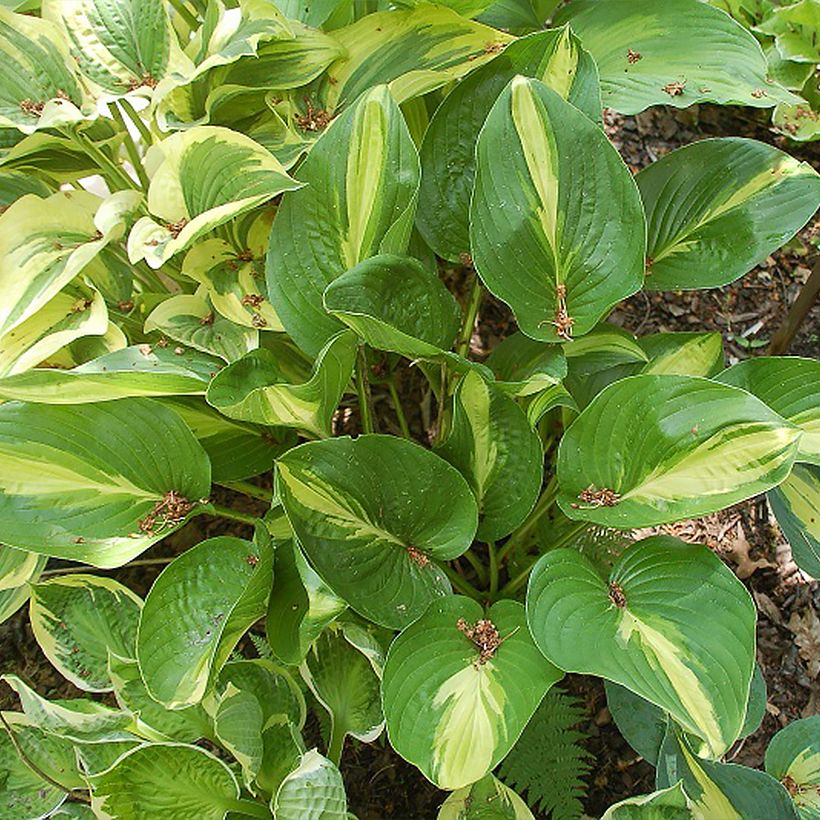Hosta Broad Street (Port)