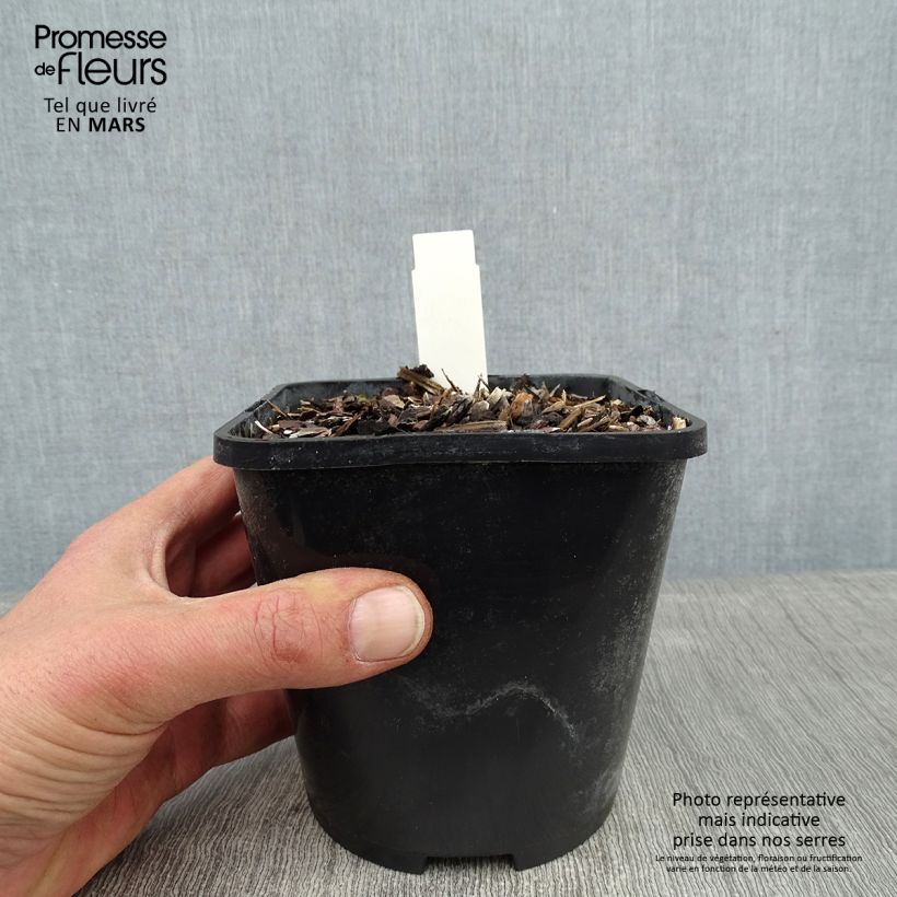 Spécimen de Hosta Broadway Pot de 1,5L/2L tel que livré en hiver