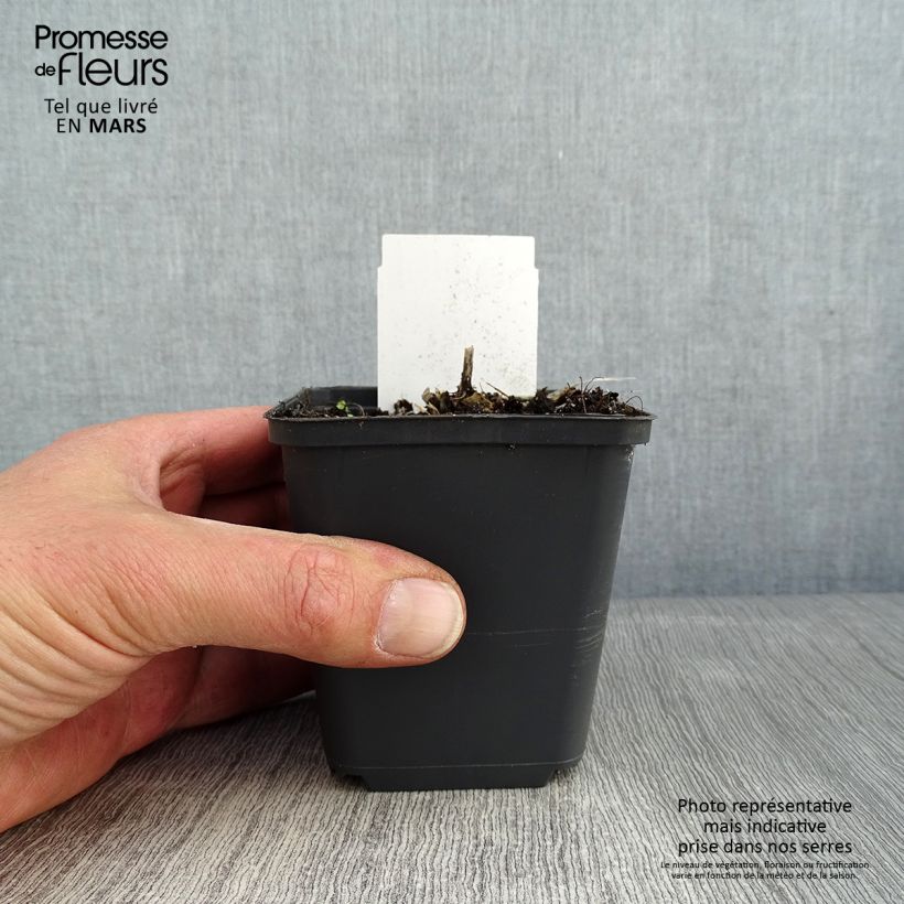 Spécimen de Hosta Canadian Blue Godet de 8/9 cm tel que livré en hiver