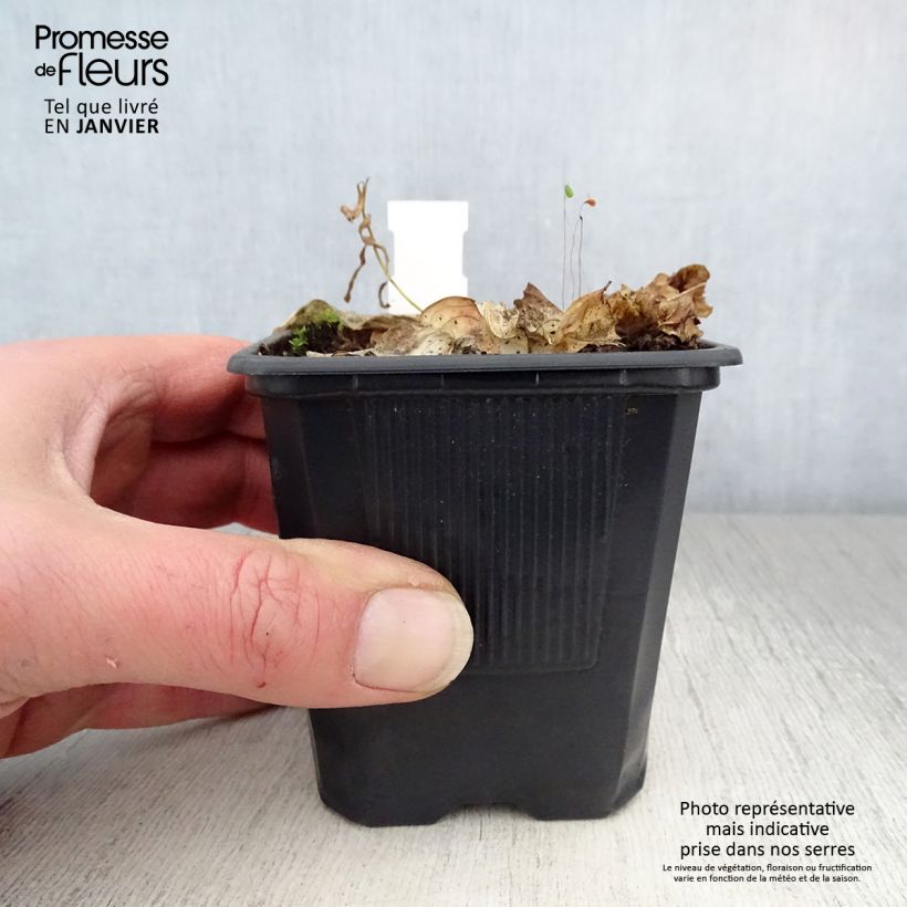 Spécimen de Hosta Carnival Godet de 8/9 cm tel que livré en hiver