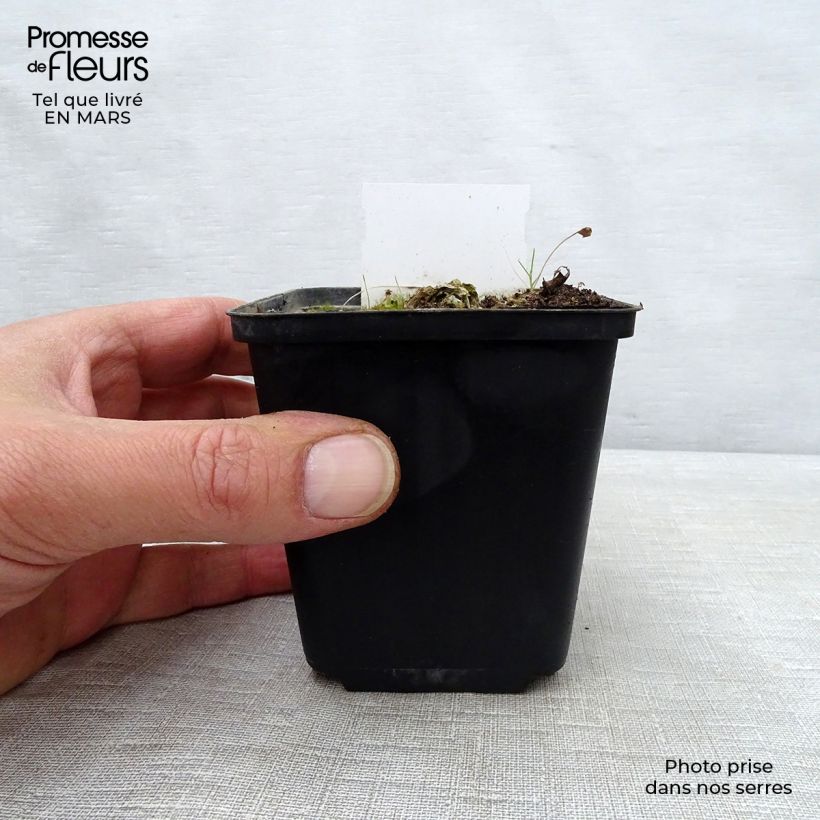 Amostra de Hosta Carnival Vaso de 8/9 cm tal como entregue na primavera