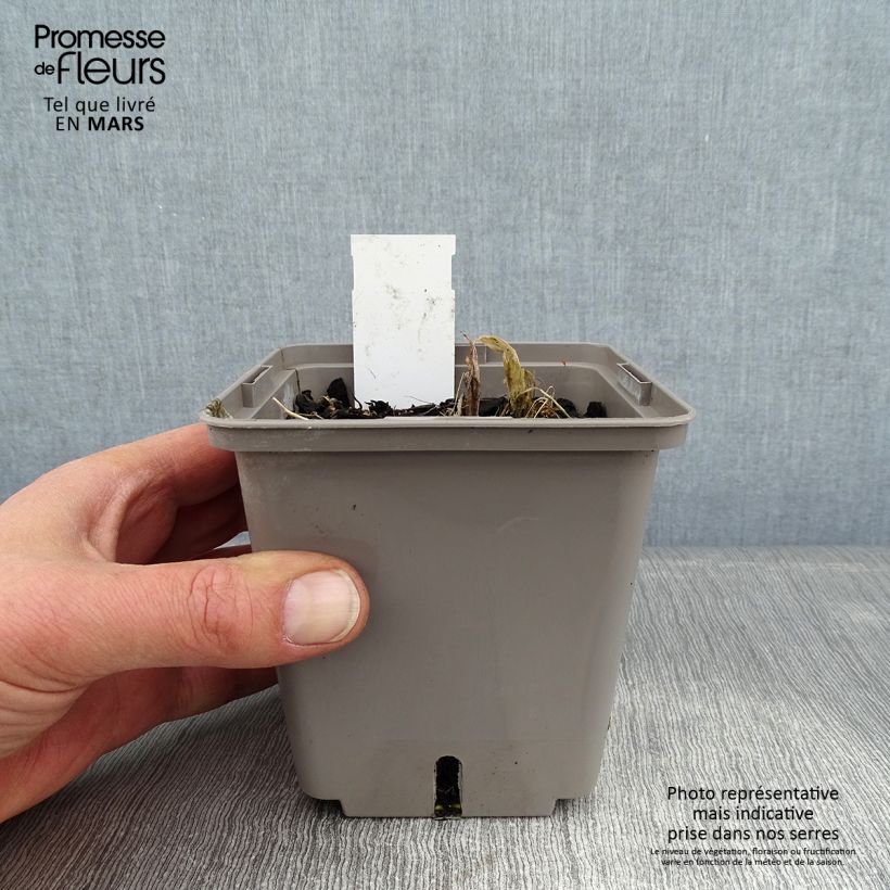 Spécimen de Hosta Center Of Attention Pot de 1L/1,5L tel que livré en hiver