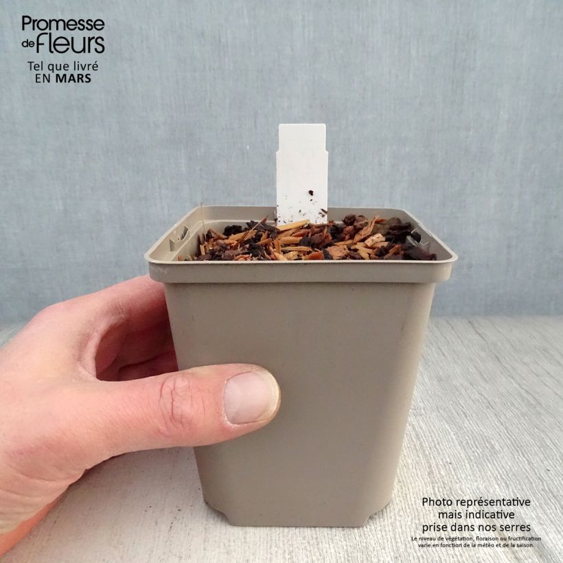 Amostra de Hosta Cherry Berry Vaso de 8/9 cm tal como entregue na primavera