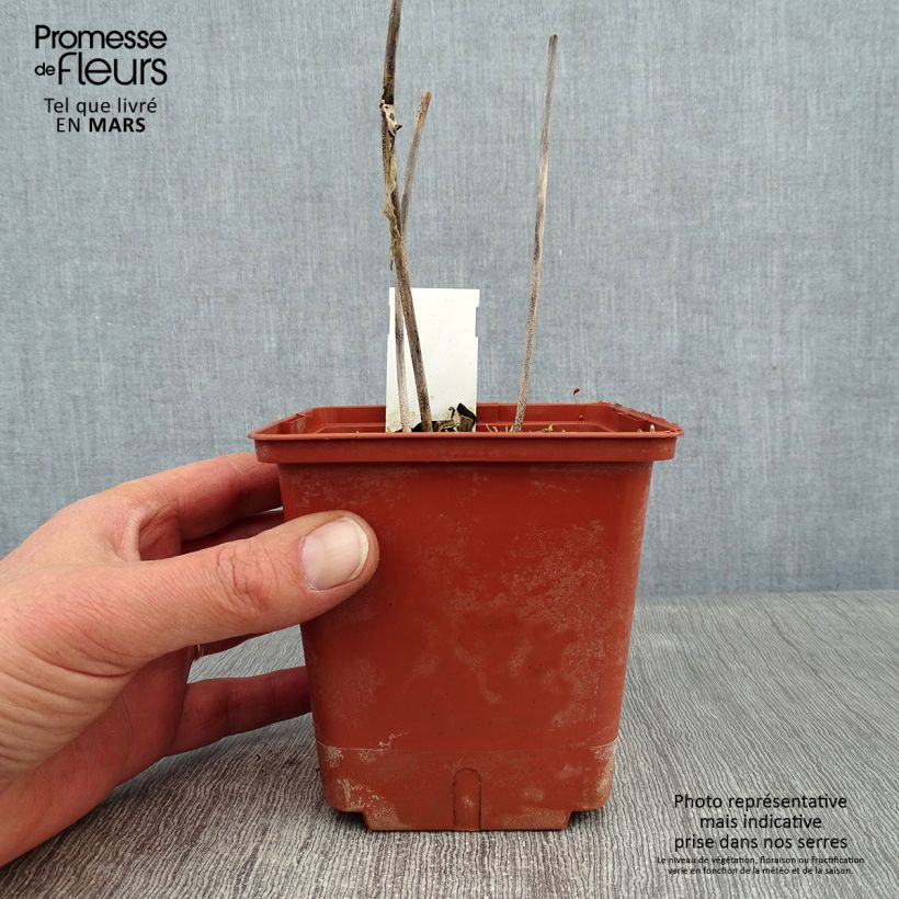 Spécimen de Hosta Christmas Tree Pot de 1L/1,5L tel que livré en hiver