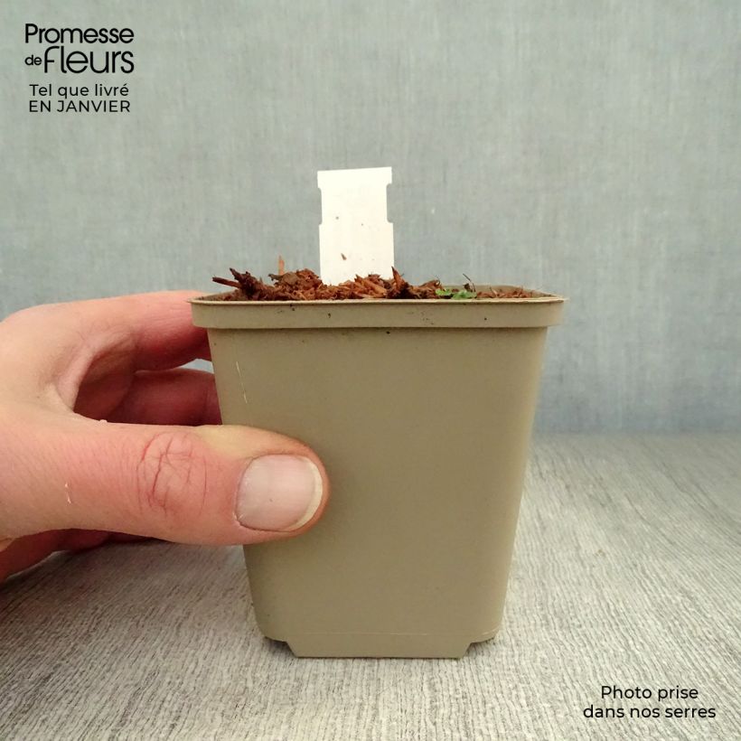 Spécimen de Hosta Clifford's Forest Fire Godet de 8/9 cm tel que livré en hiver