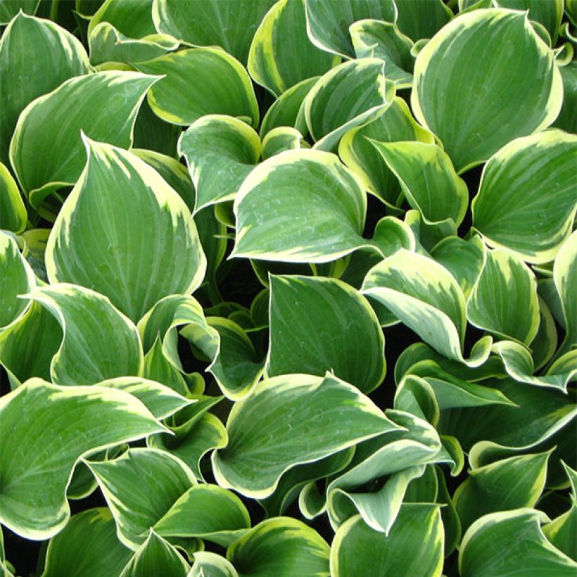 Hosta Clifford's Forest Fire (Feuillage)