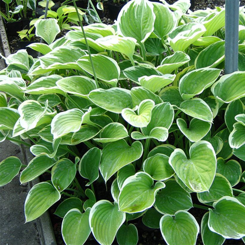 Hosta Clifford's Forest Fire (Port)