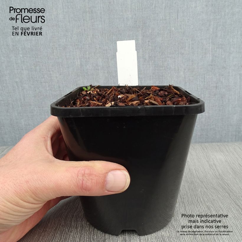 Spécimen de Hosta Clifford's Stingray Pot de 1,5L/2L tel que livré en hiver