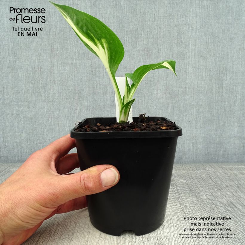 Spécimen de Hosta Clifford's Stingray Pot de 1,5L/2L tel que livré au printemps
