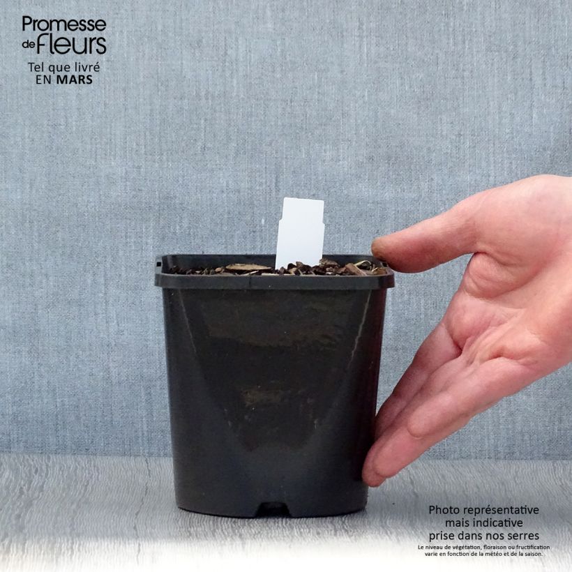 Spécimen de Hosta Coast to Coast  Pot de 1,5L/2L tel que livré au printemps