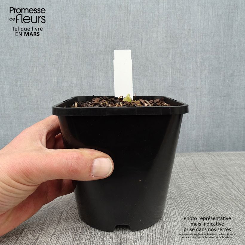 Spécimen de Hosta Coast to Coast  Pot de 1,5L/2L tel que livré en hiver