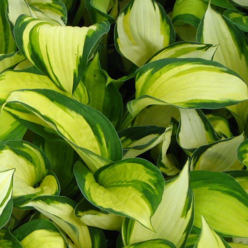 Hosta Color Festival (Feuillage)