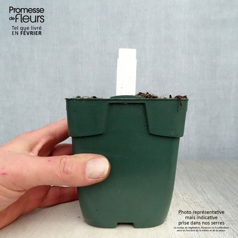 Spécimen de Hosta Delta Dawn Godet de 8/9 cm tel que livré en hiver