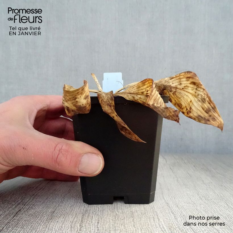 Spécimen de Hosta Devon Green Godet de 8/9 cm tel que livré en hiver