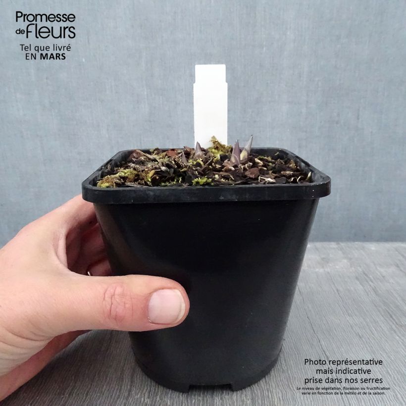 Spécimen de Hosta Diamond Lake Pot de 1,5L/2L tel que livré en hiver