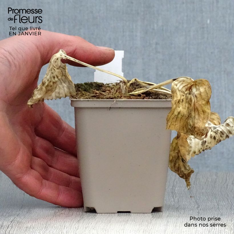 Spécimen de Hosta Dream Queen Godet de 8/9 cm tel que livré en hiver