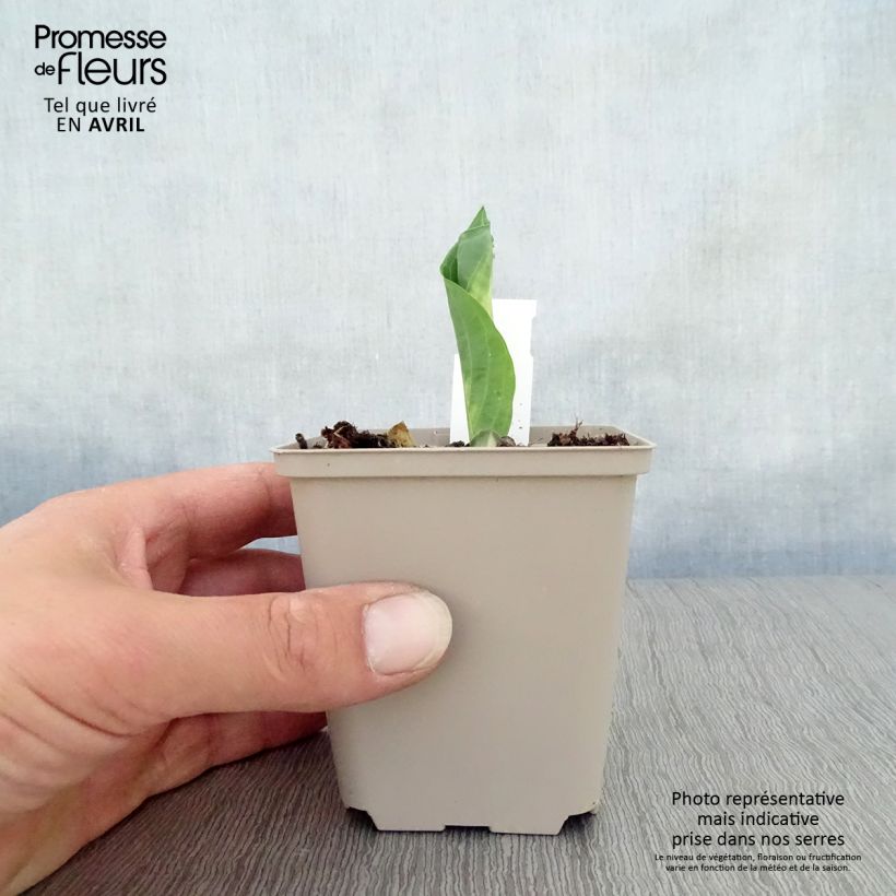 Spécimen de Hosta Dream Queen Godet de 8/9 cm tel que livré au printemps