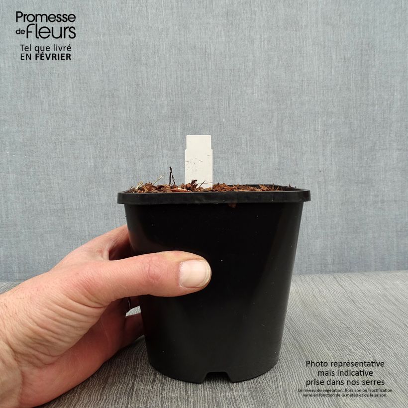 Spécimen de Hosta Electrocution Pot de 1,5L/2L tel que livré en hiver