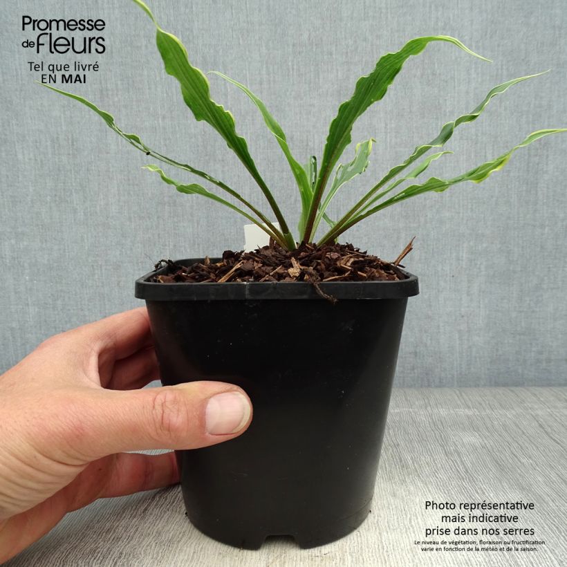 Hosta Electrocution 1.5L/2L pot sample as delivered in spring