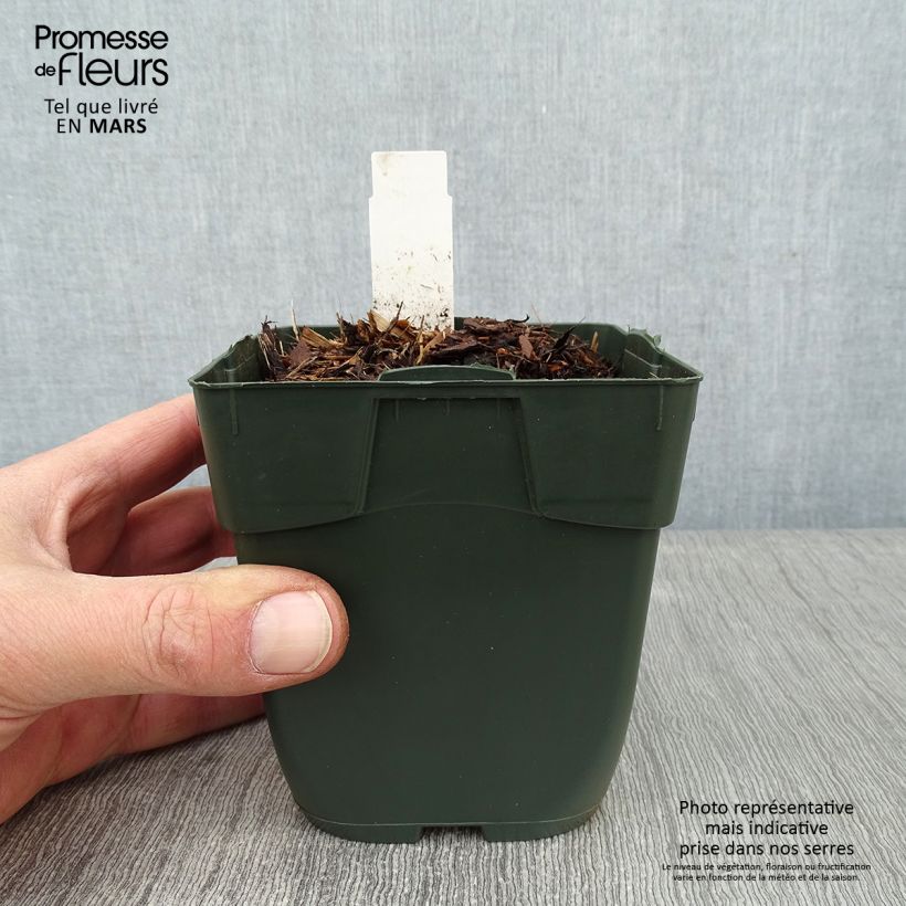 Spécimen de Hosta Elisabeth Godet de 8/9 cm tel que livré en hiver