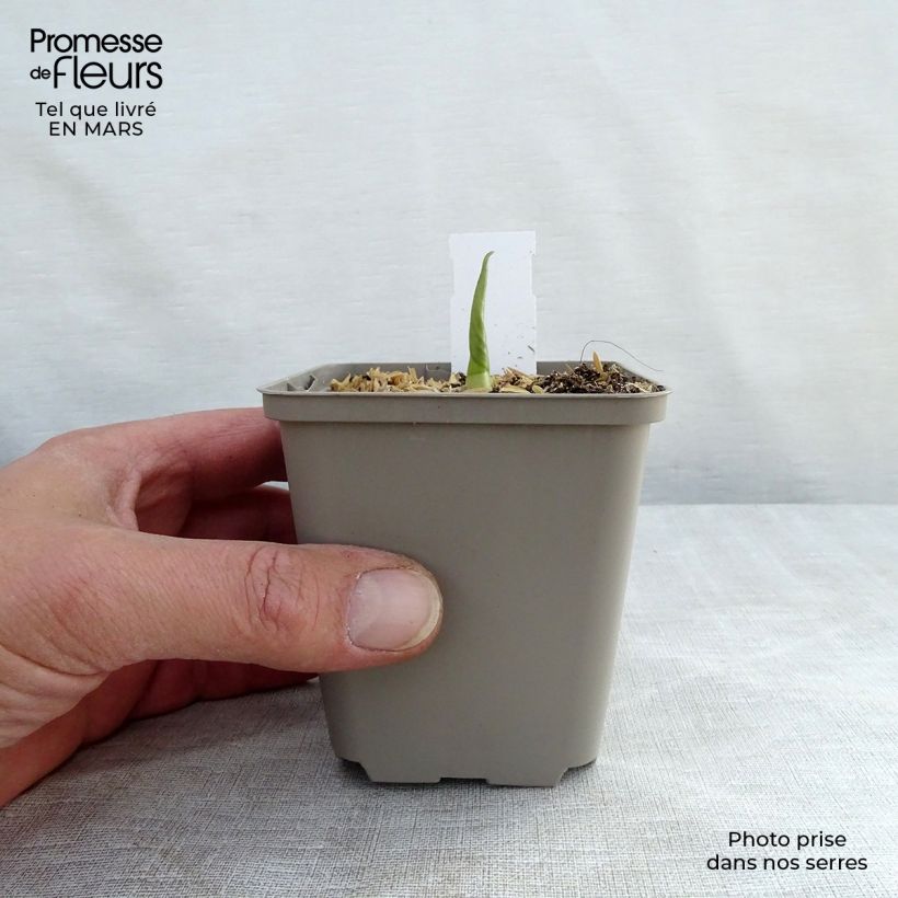 Spécimen de Hosta Empress Wu - Hosta géant Godet de 8/9 cm tel que livré au printemps