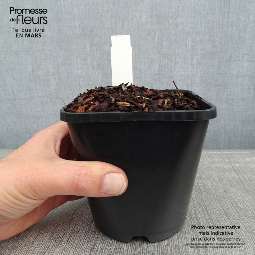 Spécimen de Hosta Empress Wu - Hosta géant Pot de 1,5L/2L tel que livré en hiver