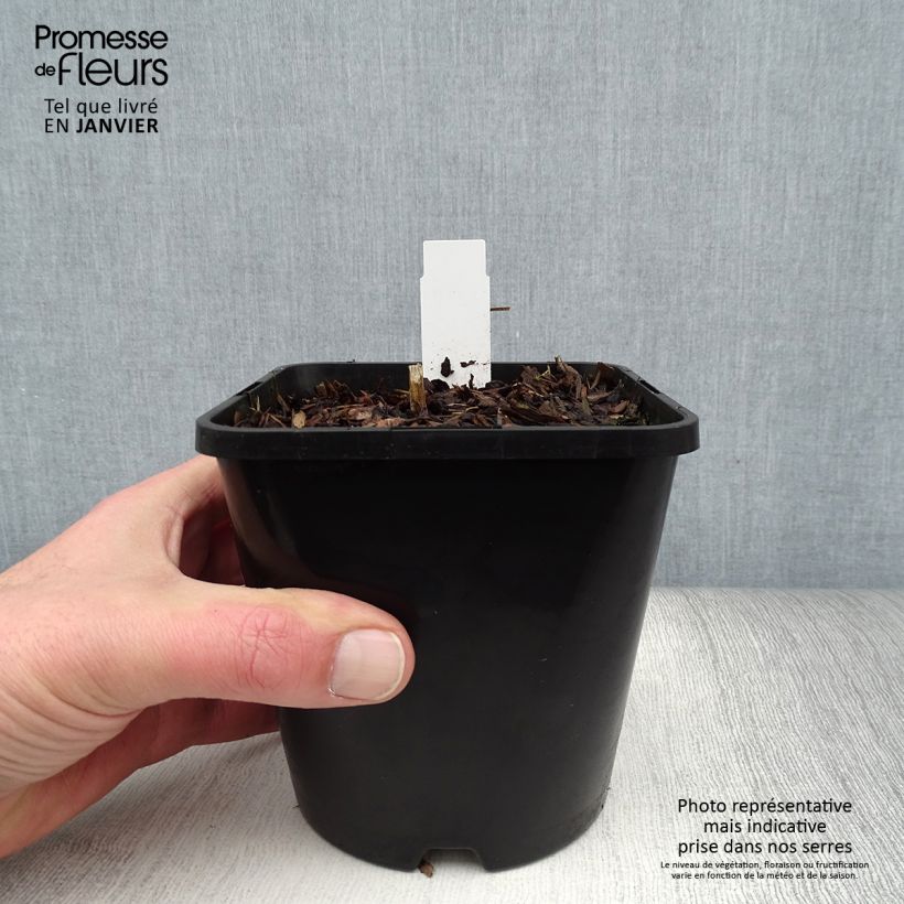 Spécimen de Hosta Enterprise Pot de 1,5L/2L tel que livré en hiver